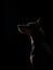 Standard pinscher on a black background. Portrait of a dog in the studio