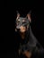 Standard pinscher on a black background. Portrait of a dog in the studio