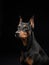 Standard pinscher on a black background. Portrait of a dog in the studio