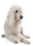 Standard poodle