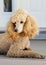 Standard Poodle - Apricot