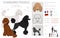 Standard poodle clipart. Different poses, coat colors set