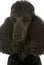 Standard poodle portrait