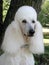 Standard Poodle portrait