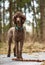 Standard poodle standing in the springtime forest playing with a stick