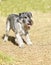 Standard Schnauzer