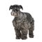 Standard Schnauzer (8 years)