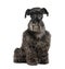 Standard Schnauzer (8 years)