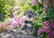 Standard Schnauzer dog puppy in a flowering garden