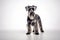 Standard Schnauzer Dog Stands On A White Background