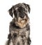 Standard Schnauzer looking at camera against white background