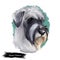 Standard Schnauzer Mittelschnauze dog breed isolated on white. Digital art. Animal watercolor portrait closeup isolated muzzle of