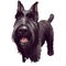 Standard Schnauzer Mittelschnauzer purebred domestic animal from Germany digital art. German doggy with long haired coat
