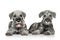 Standard schnauzer puppies