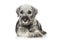 Standard schnauzer puppy on white