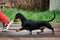 Standard smooth haired dachshund of black and tan color at the dog show. Teenage dachshund runs beautifully quickly, moving its