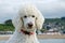 Standard White Poodle