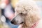 Standard White Poodle At Country Dog Show