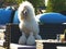 Standard white poodle sit in patio cafe at table outdoor