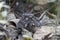 Standard-winged nightjar Caprimulgus longipennis