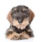 Standard wirehaired dachshund puppy lying in front view. on white