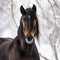 Standardbred Head Image With Snowy Willow Forest Background