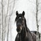 Standardbred Head Image With Snowy Willow Forest Background