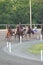 Standardbred racing horses