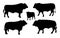 Standing adult bull vector silhouette, Buffalo collection.