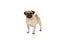Standing adult pug looking at the camera