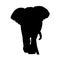 Standing African Bush Elephant Silhouette Isolated On White