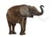 Standing African elephant lifting its trunk, isolated