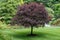 Standing alone tree in the Butchart gardens. Victoria, Canada, British Columbia.