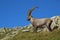 Standing alpine ibex