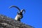 Standing alpine ibex