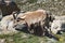 Standing alpine ibex