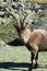 Standing alpine ibex