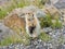 Standing Arctic ground squirrel - Denali National Park - Alaska