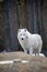 Standing arctic wolf