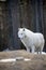 Standing arctic wolf