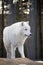 Standing arctic wolf