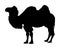 Standing bactrian camel vector silhouette