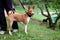 Standing Basenji