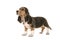 Standing basset artesien normand puppy seen from the side looking up