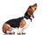 Standing basset hound looks up on white background