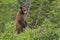 Standing bear cub against verdant green forest in remote Northern BC.