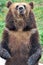 Standing bear with flower field background