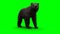 standing bear. Green screen isolate. 3d rendering.