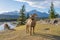 Standing BigHorn Sheep (Ovis canadensis) ram portrait. Canadian Rockies Jasper National Park