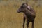 Standing Bighorn Sheep turns against autumn gold background